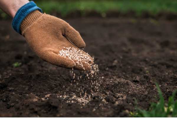 Factores que influyen en el crecimiento del césped en el jardín